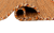 Индийский ковёр  (14-3771/200x140)